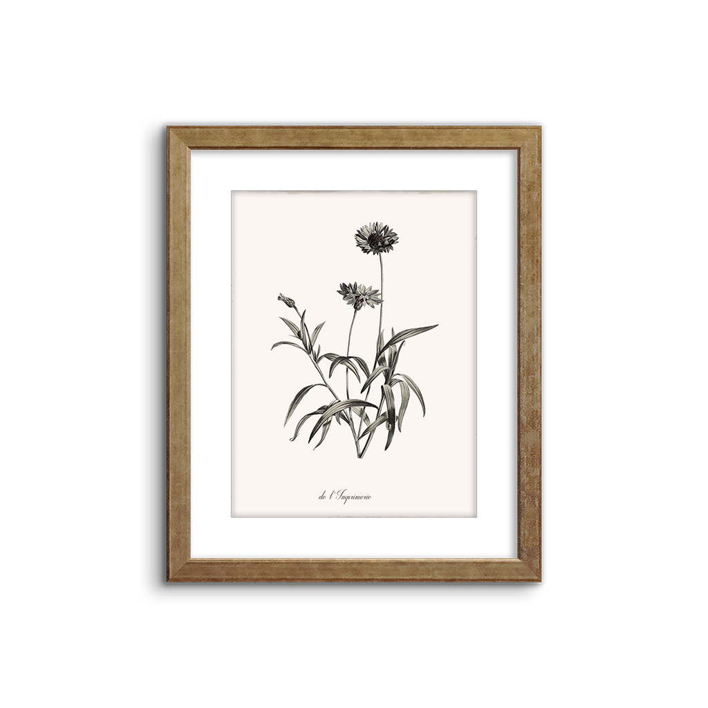 botanical illustration ~ cornflower