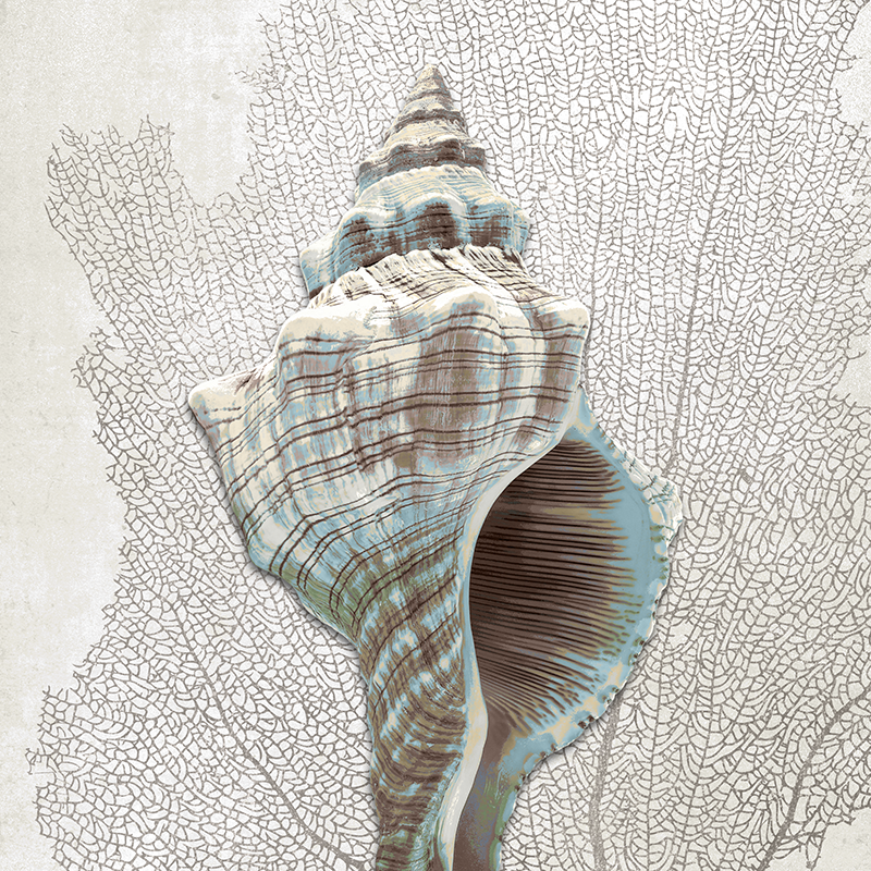 sea fan shell ~ conch