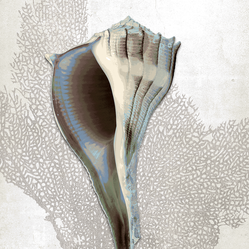 sea fan shell ~ whelk