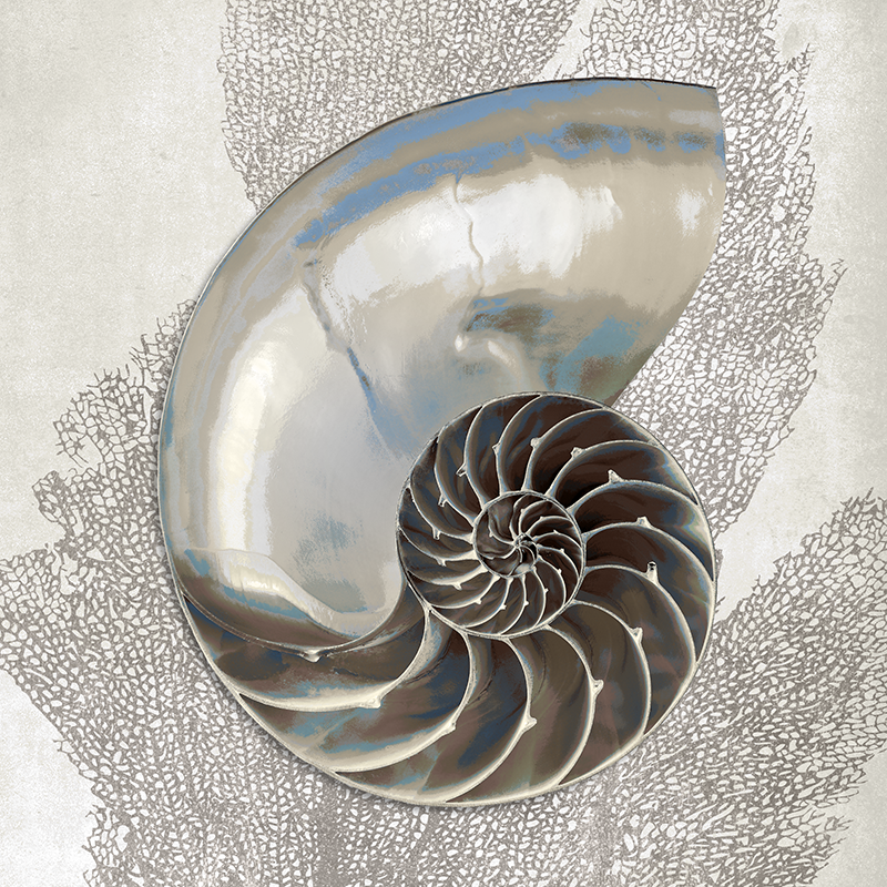 sea fan shell ~ nautilus
