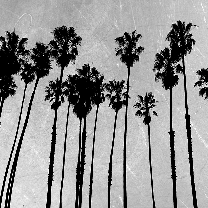 silver palm silhouettes