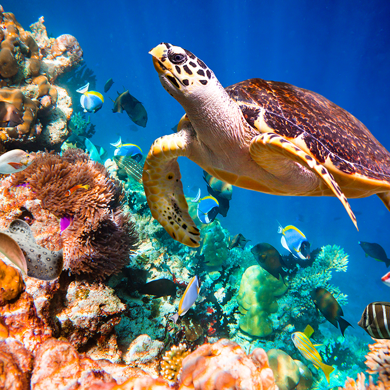 vibrant reef turtle 01