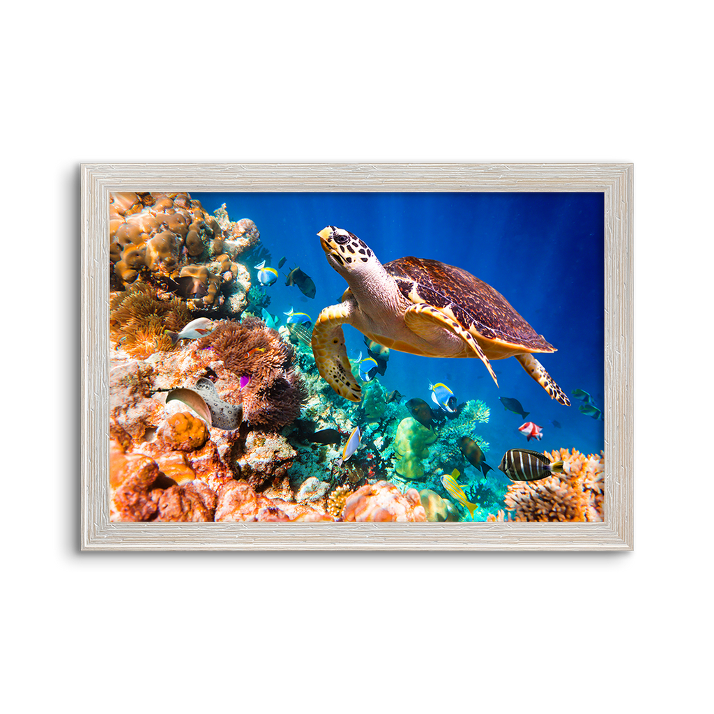 vibrant reef turtle 01