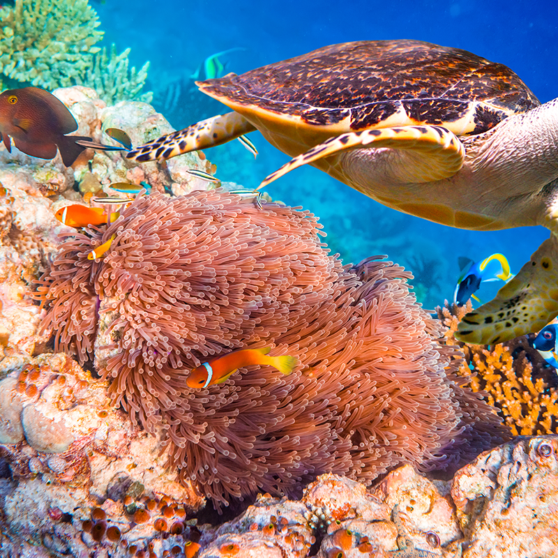 vibrant reef turtle 02