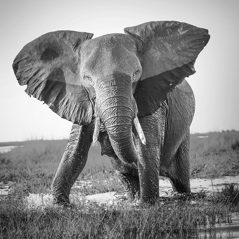 elephant 03