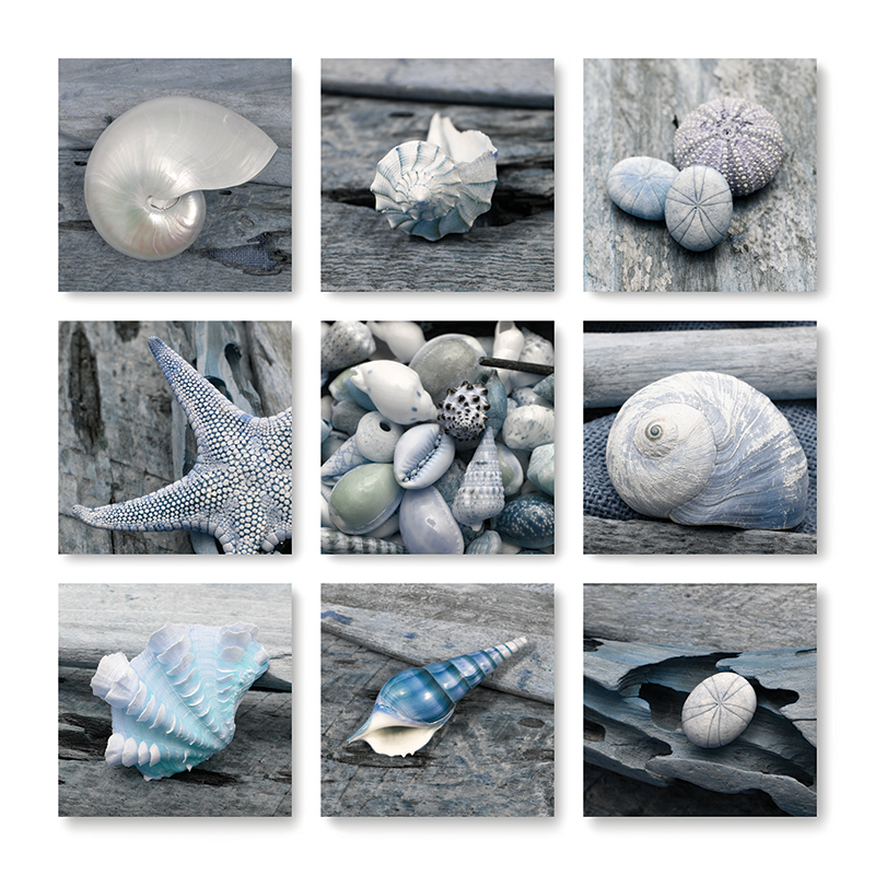 boardwalk shell collage