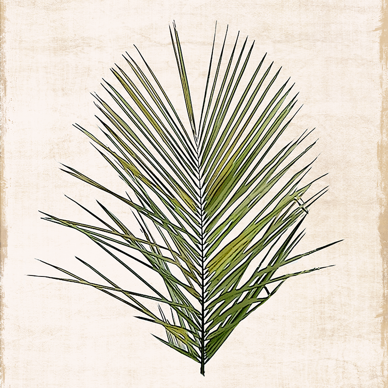 botanical illustration ~ palm 01