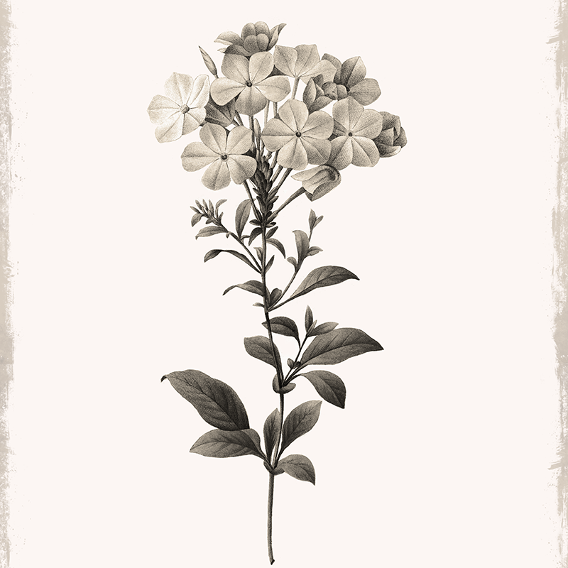 botanical illustration ~ plumbago