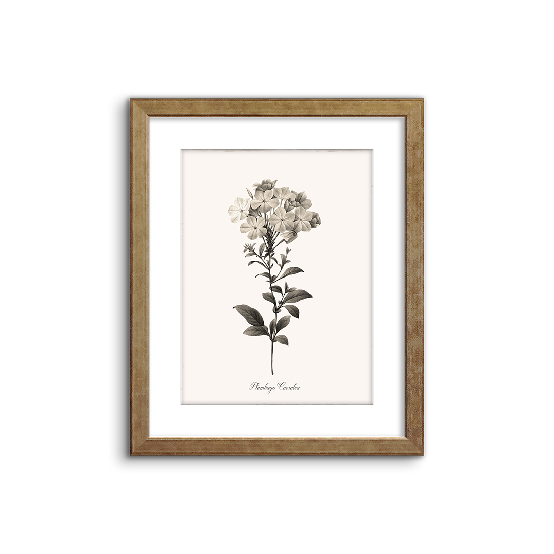 ルドゥーテ プルンバゴ「Plumbago caerulea」 額縁絵 botanical ルドゥーテ プルンバゴ「Plumbago caerulea」 額縁絵 botanical