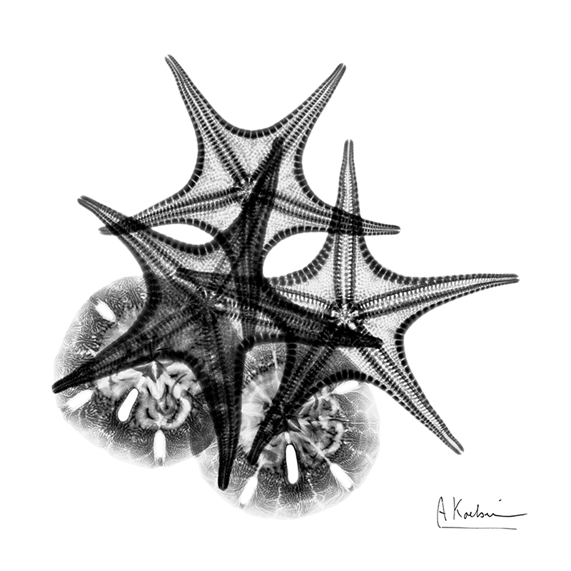 x-ray sea star