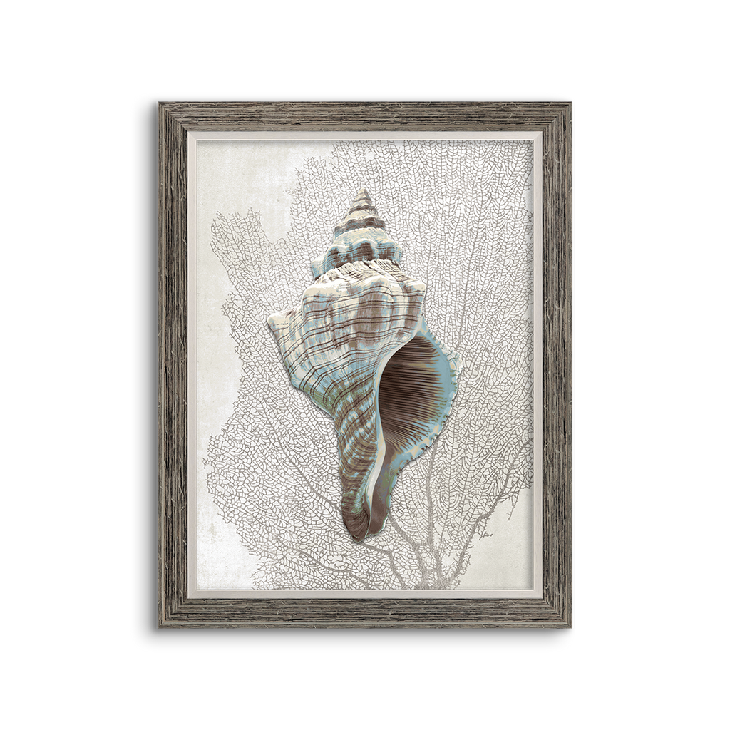 sea fan shell ~ conch