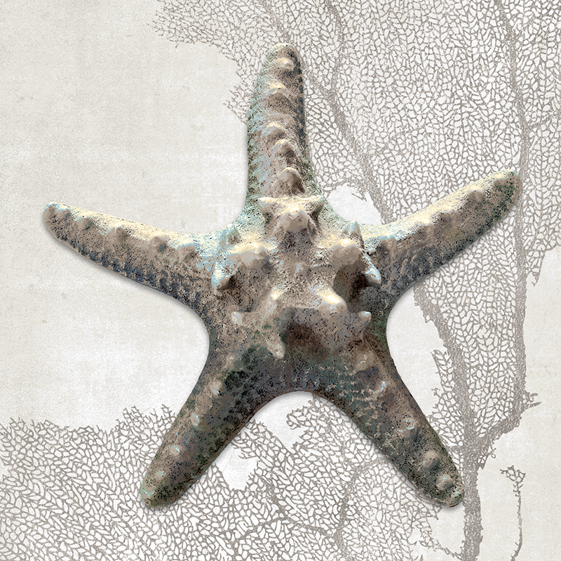 sea fan shell ~ starfish