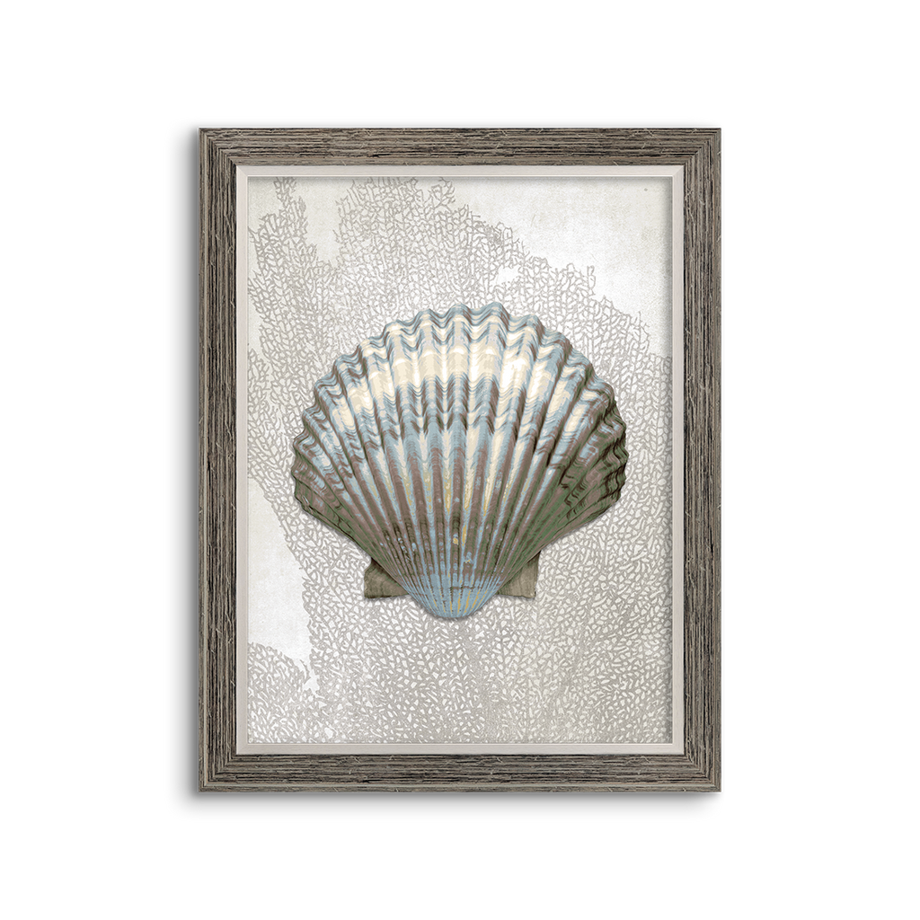 sea fan shell ~ scallop
