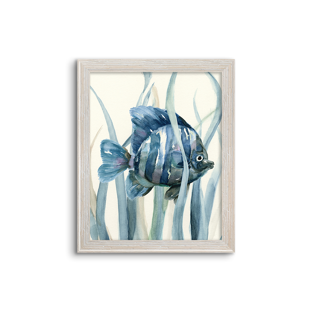 blue kelp fish 01