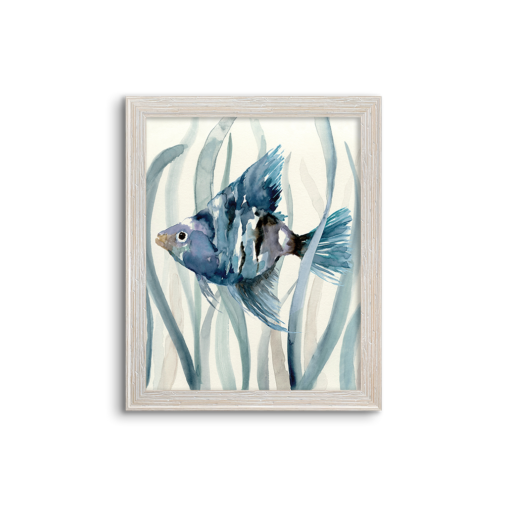 blue kelp fish 02