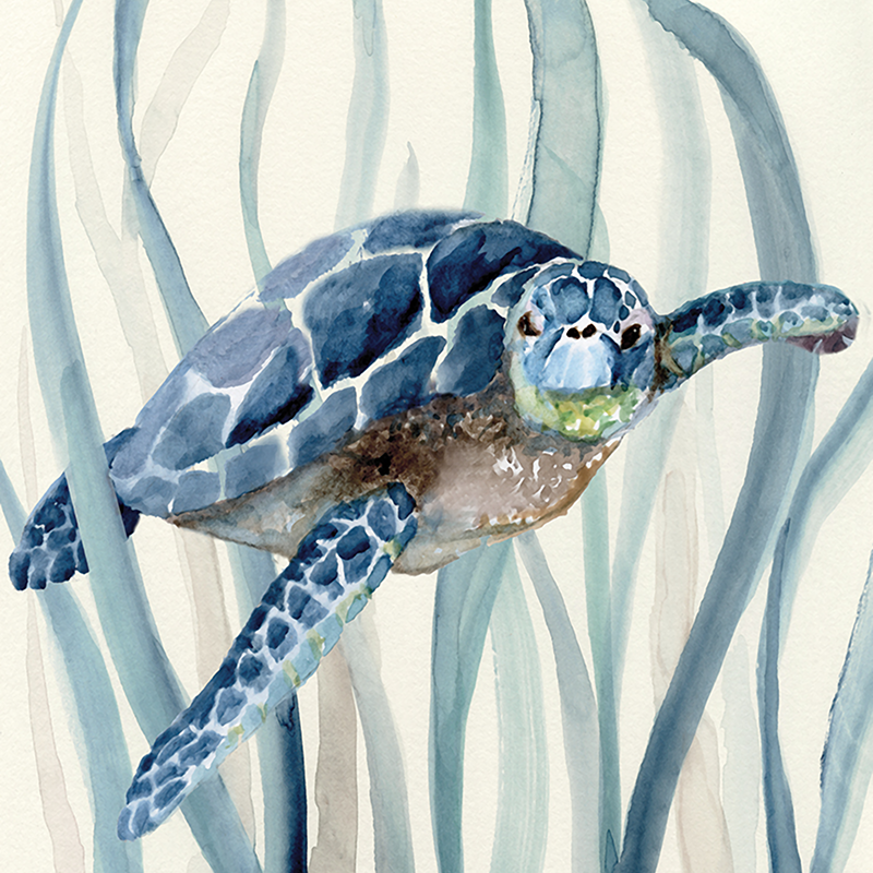 blue kelp turtle 01
