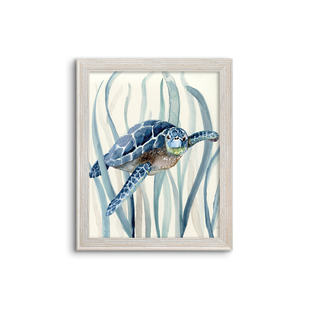 blue kelp turtle 01