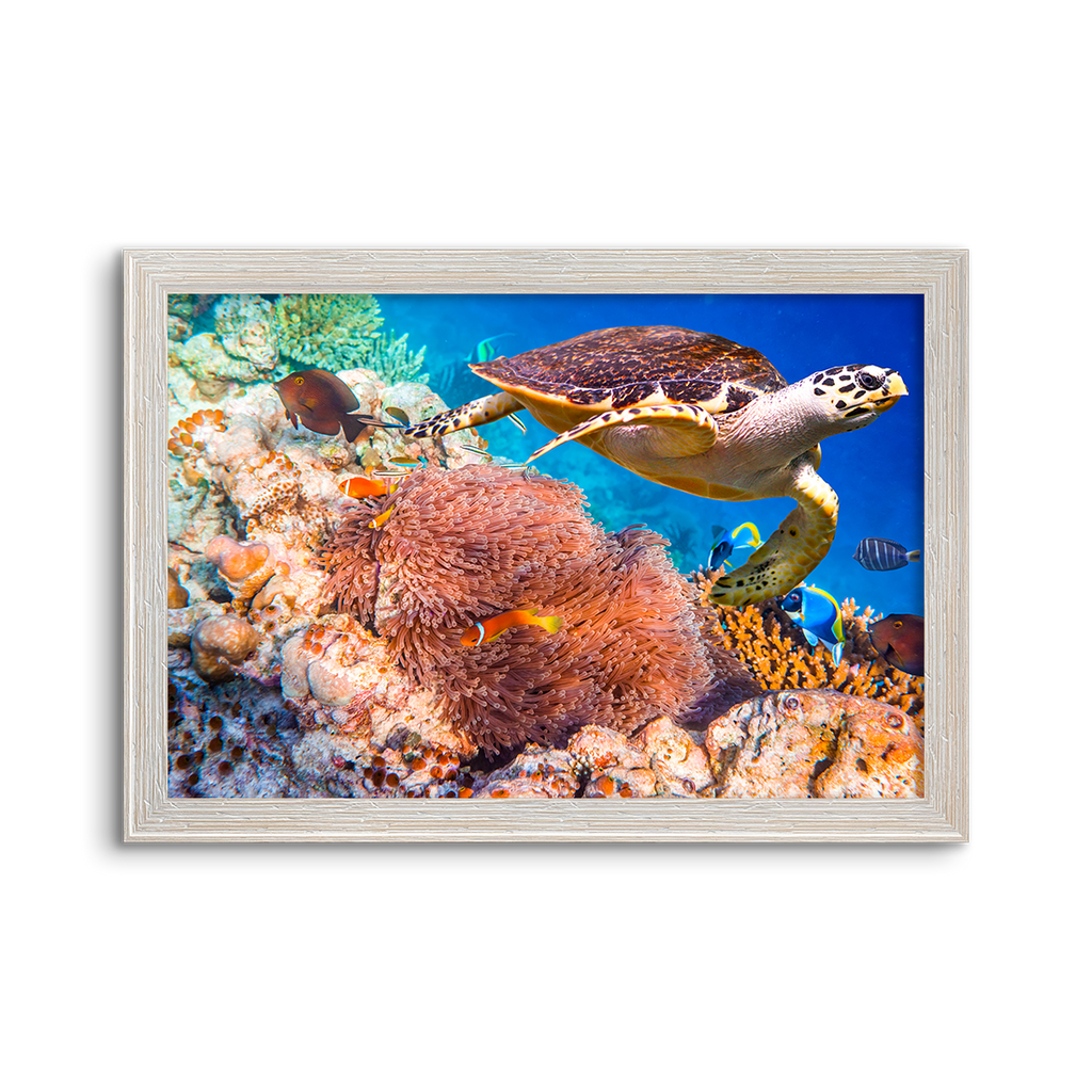 vibrant reef turtle 02