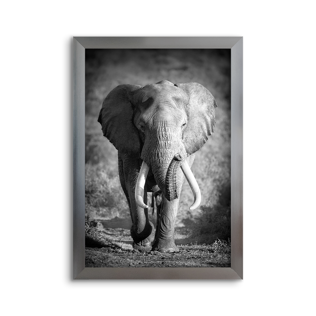 elephant 01