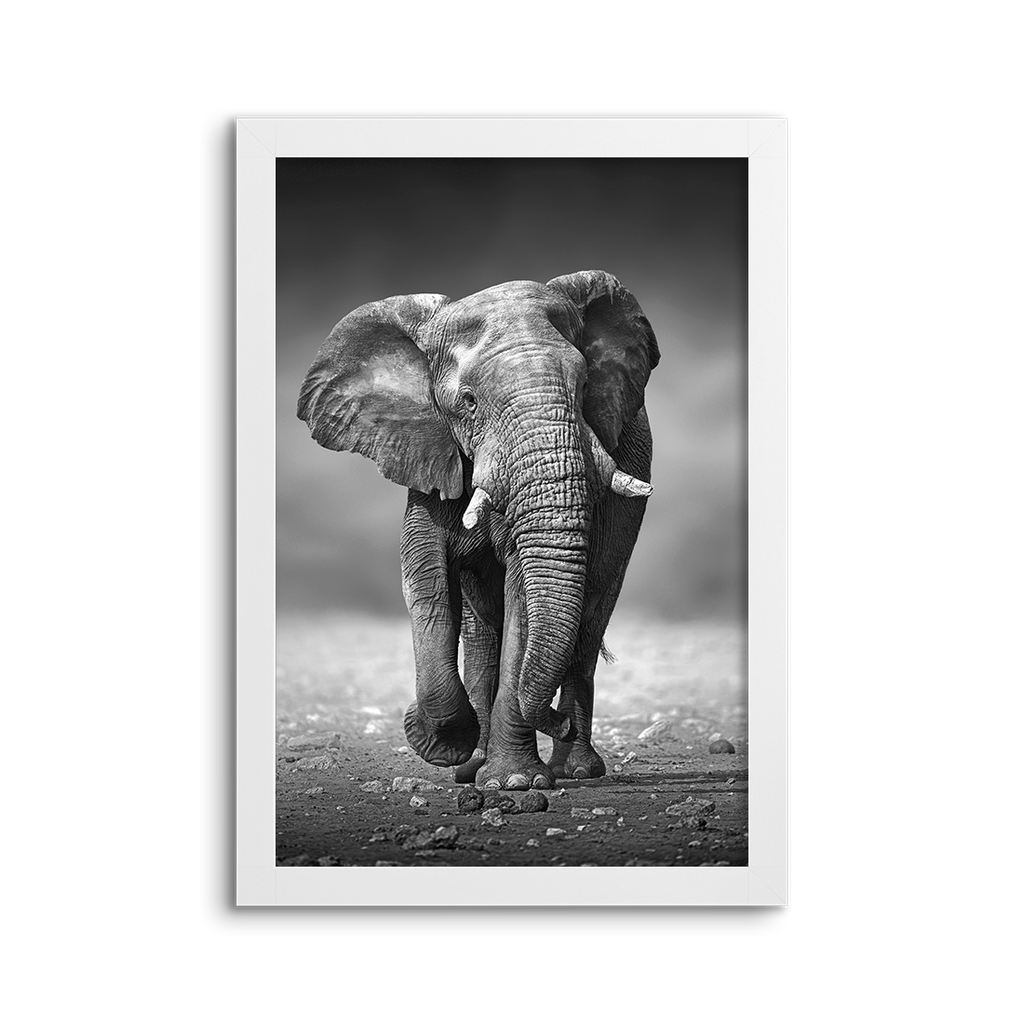 elephant 02