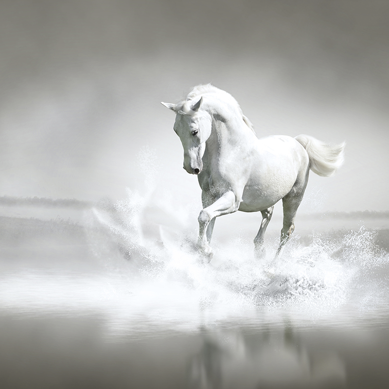 horse through water