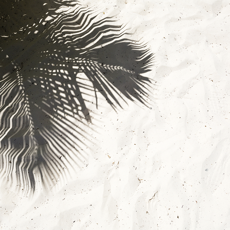 palm shadow 01